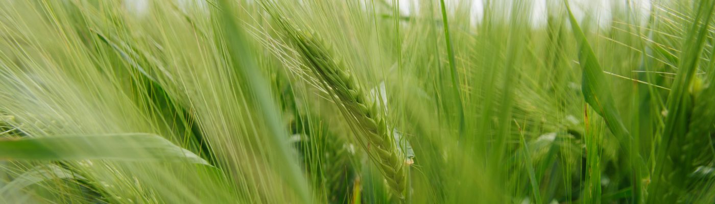 The Green Violin Studio